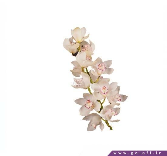 دسته گل ارکیده سیمبیدیوم اسنوبرد - Cymbidium Orchid | گل آف